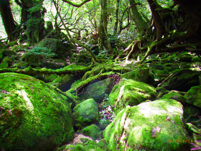 白谷雲水峡　苔むす　もののけ姫の舞台。