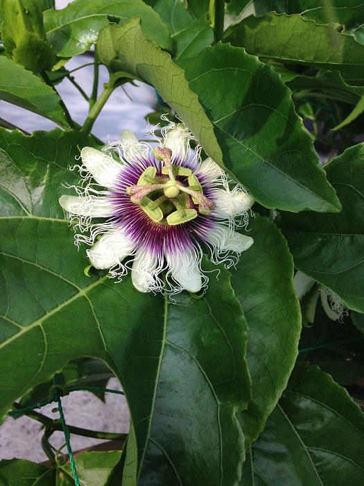 パッションフルーツの花