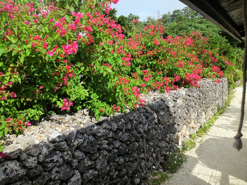 竹富島のハイビスカス